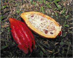 Платонов Т. Л. - Какао бобы и толстый слой шоколада