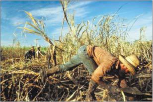 ������ �. - ����� ���� ������