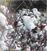 ������ �. - 100% ������