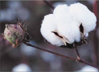 ������ �. - 100% ������