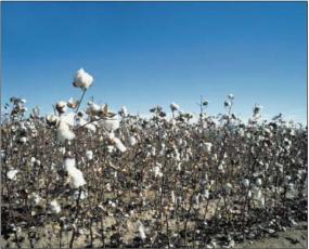 Бобрик П. - Уносимый ветром, или Контракт на хлопок