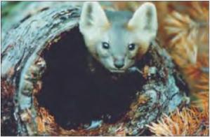 ������� �. �. - ���� ��� �����,���� ������� ��������?