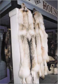 ������ �. - ������ ������