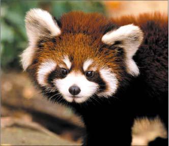 ������ �. - ������ ������