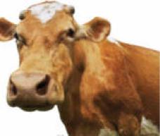 ������ �. - ����-�-�-��� �����������