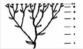 Отношения Фибоначчи в природе