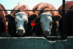 ���������� - ��� ����� ������ ���� ������� ����� Xx ����