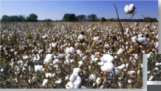 ����� �. - ����������� ��������