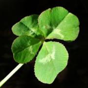 �������� �������� - ���� �������� ��������