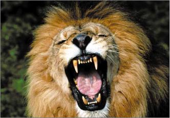 Ситников И. - Либо ты один либо тебя съели