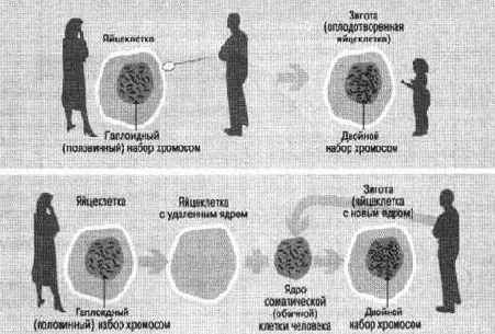 Клонирование