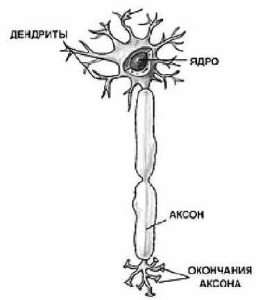 Нервная система и память