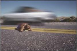 ������� - ������ ������������ � ������ ���