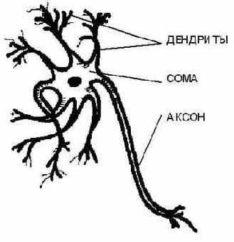 Биологический нейрон и формальная модель нейрона Маккалоки и Питтса