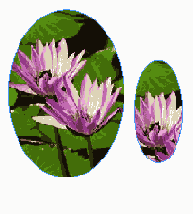 ��� ���������� ����� Scale Content