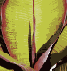 ������������� ����������� �������� Adobe PDF