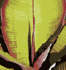 ������������� ����������� �������� Adobe PDF