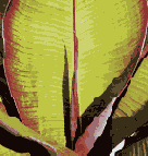 ������������� ����������� �������� Adobe PDF