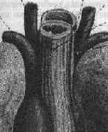 АзБука Владения Голосом голосом для болельщика