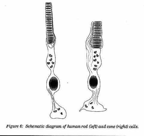 ������ ���������