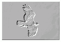 ������ engrave()