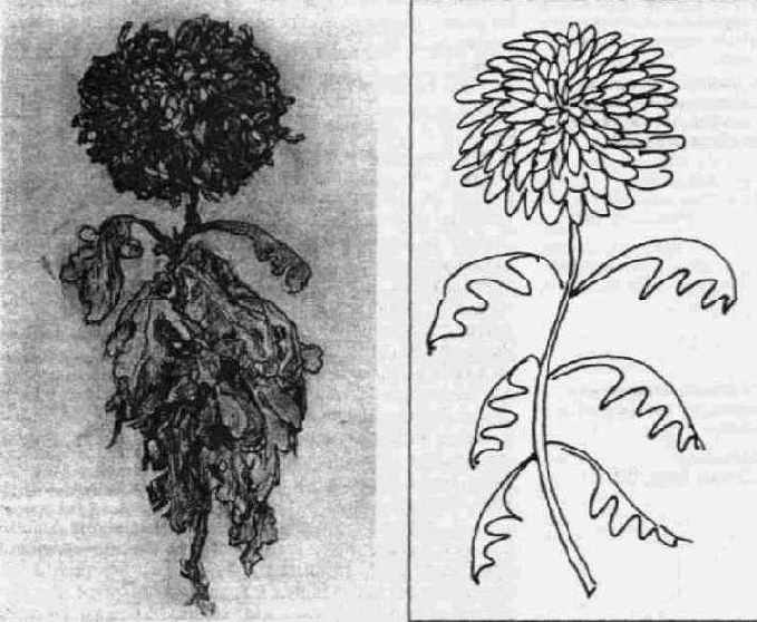 �����������: ���� ��� ������