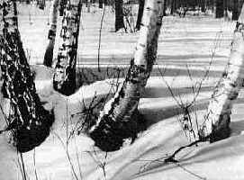 ������ ������ ��������� ���������� � ��� ��������������� ��������