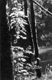 ������ ������ ��������� ���������� � ��� ��������������� ��������