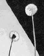 ������ ������ �������������� ����������