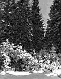 ������ ������������ ������������������ �����