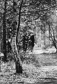 ������ ������������� �������� ������ �� ������ � ��������� ���������������