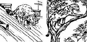 Свойства диагоналей