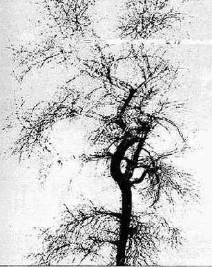 и живое движение. Каллаген применил