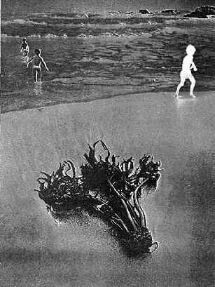 Плотные очертания водорослей на переднем