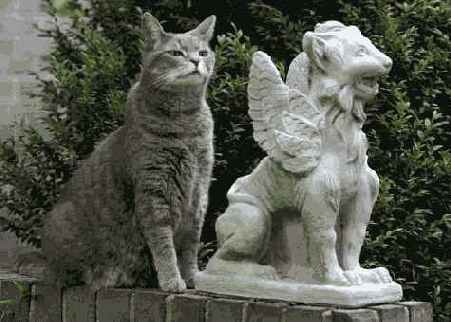 Й шаг. Съемка на заднем дворе