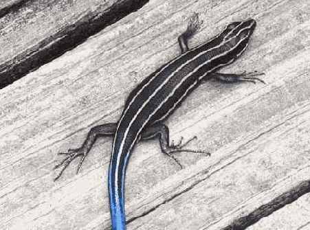 Й шаг. Указание разрешения изображения