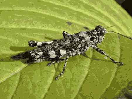 Й шаг. Макросъемка