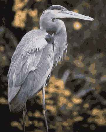 Й шаг. Нахождение птицы с помощью телескопа