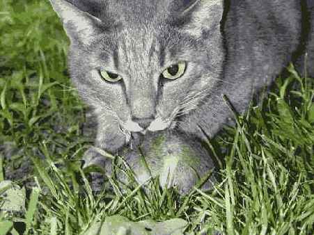 Й шаг. Фотографирование домашних любимцев и других животных