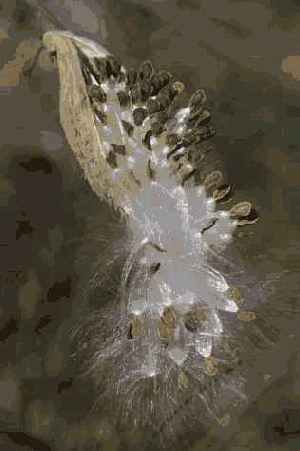 Контроль над фоном