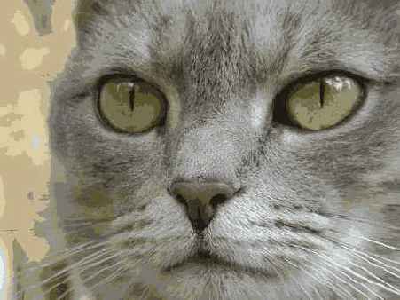 Прием 28. Фотографирование домашних животных