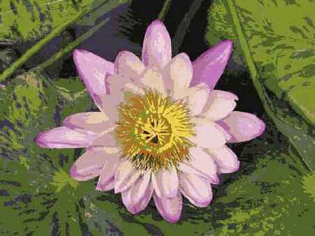 Прием 30. Съемка цветов с близкого расстояния