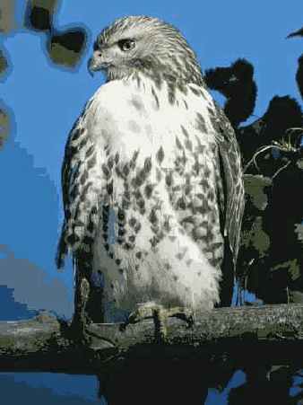 Прием 32. Фотографирование птиц с использованием телескопа