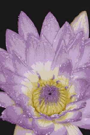 Прием 47. Фотографирование цветов при использовании кольцевой вспышки для макросъемки