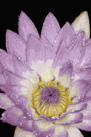 Прием 47. Фотографирование цветов при использовании кольцевой вспышки для макросъемки