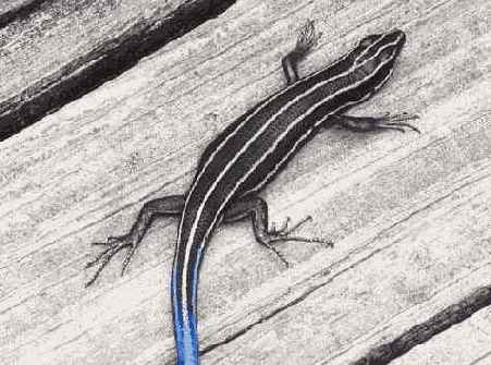 Если вы уже научились