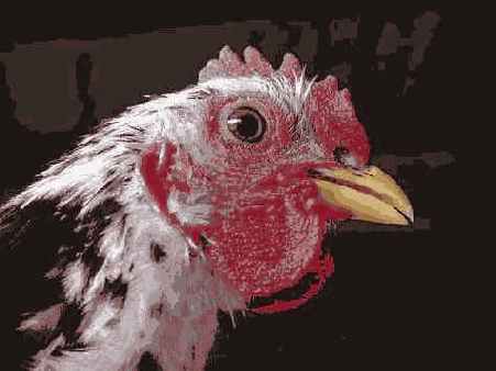 Отредактированное изображение