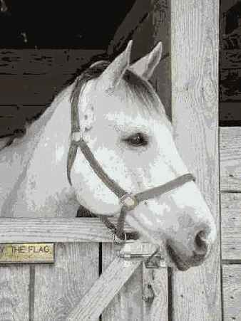 что лучшие фотографии домашних любимцев