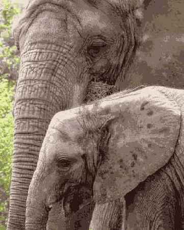 Отредактированное изображение