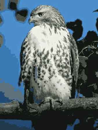 Отредактированное изображение